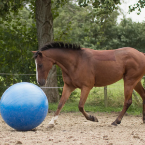 Ballon de jeu pour chevaux