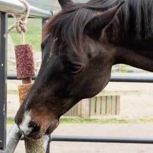 Jouet en bois relaxant pour chevaux – Kentucky – Anti Stress
