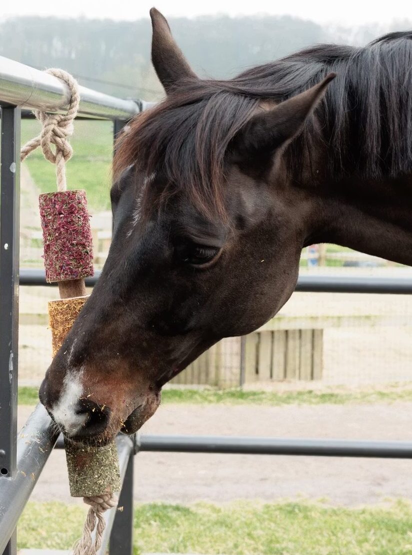 Jouet en bois relaxant pour chevaux – Kentucky – Anti Stress
