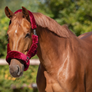 Licol Bordeaux – Alaska – QHP – Shetland