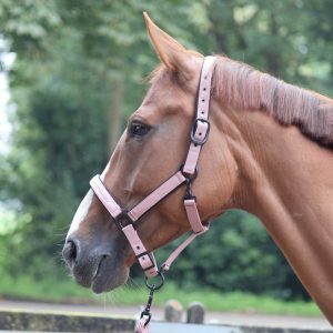 Licol Charming – LAMI-CELL